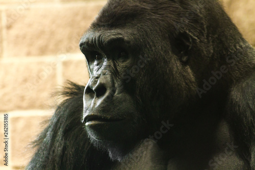 Gorilla Face, Close photo