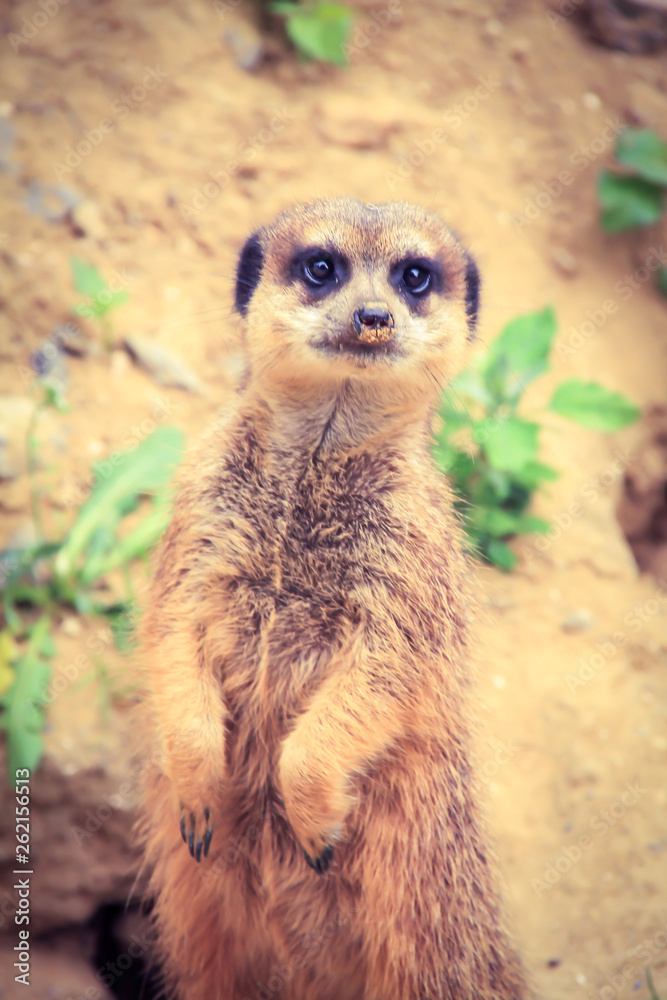 Fototapeta premium suricate
