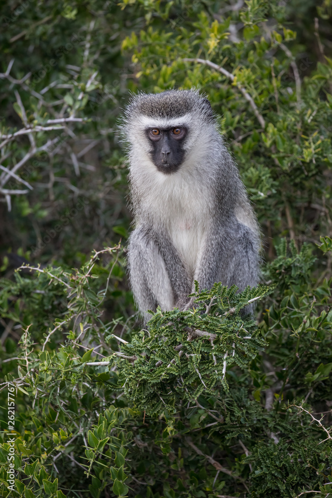 An adult vervet monkey with large brown eyes and grey fur