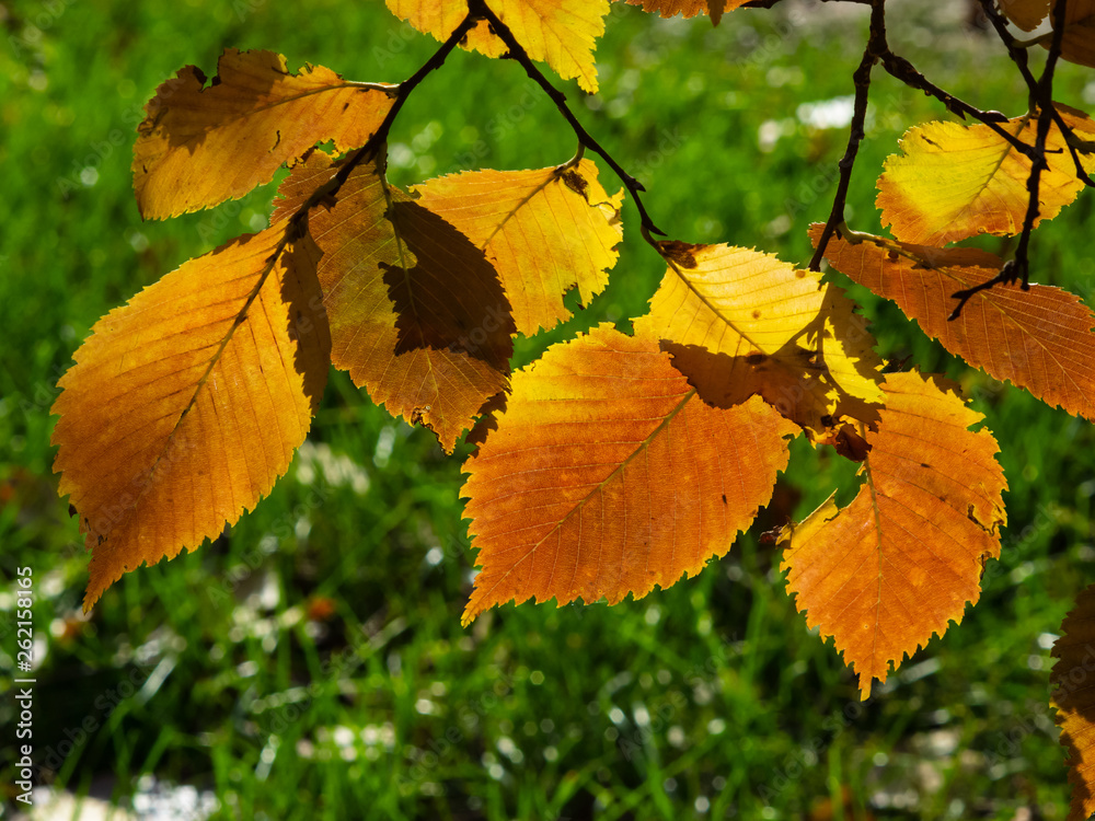Leaves of elm in autumn against sunlight with bokeh background, selective focus, shallow DOF Leaves of elm in autumn against sunlight with bokeh background, selective focus, shallow DOF