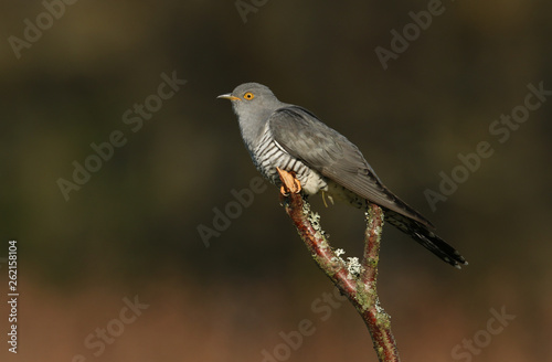 A stunning Cuckoo (Cuculus canorus) perching on a branch at the edge of woodland.