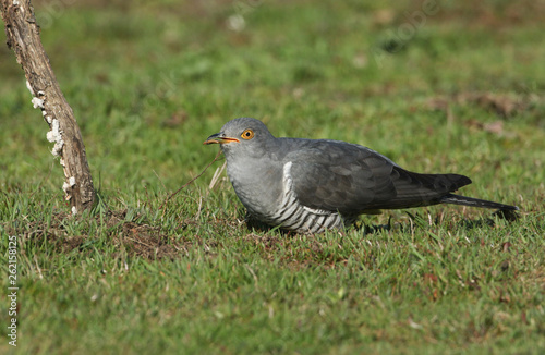 A Cuckoo (Cuculus canorus) perching on the grass with an insect in its beak which it is about to eat.