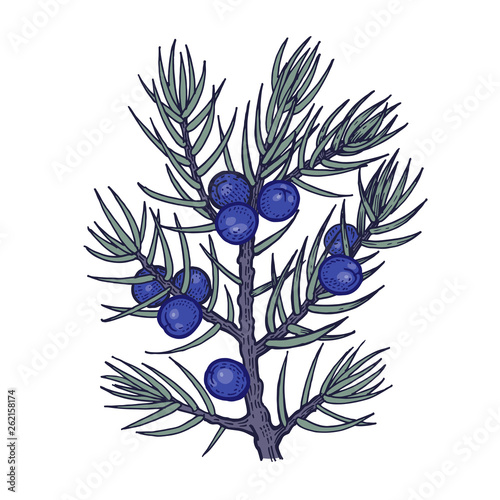 The branch of juniper with berries. Color Vector illustration.