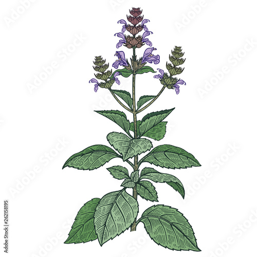 Medical plant Holy Basil. Color Vector illustration.