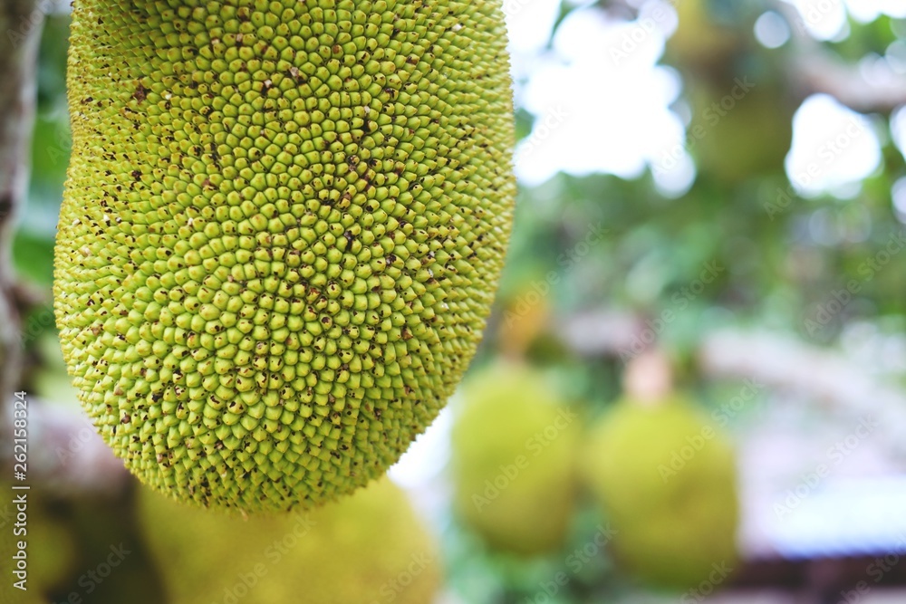Fresh green jackfruit hanging on brunch tree in the graden. Fresh green jackfruit hanging on brunch tree in the graden.