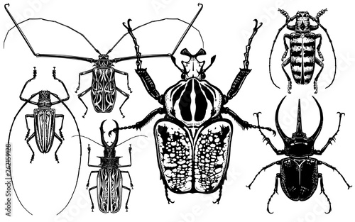 collection of Insects. Beetles isolated on white background.