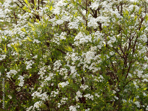 Spiraea x arguta - Spirée dentelée aux tiges arquées garnies de petites fleurs blanches printanières photo