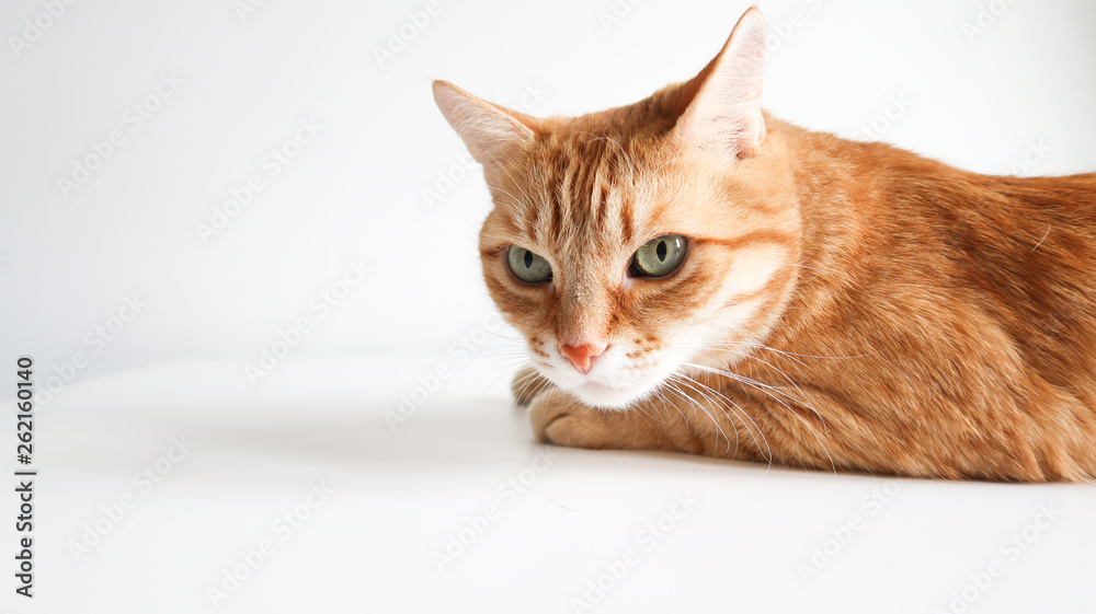 Ginger cat lying on a white table. Cute cat with green eyes. At the veterinarian. Space for text