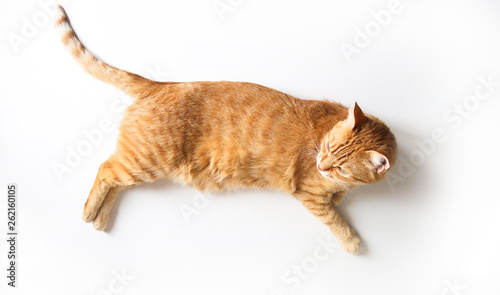 Ginger cat lying on a white table. Cute cat with green eyes. At the veterinarian. Top view