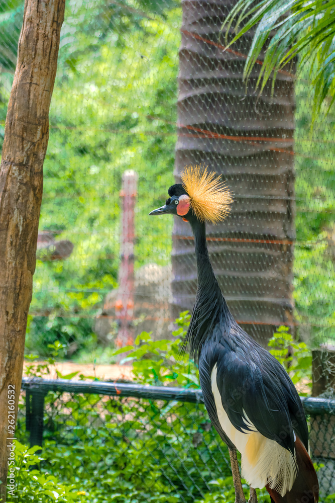Fototapeta premium Black Crowned Crane or Kaffir Crane Bird in the zoo