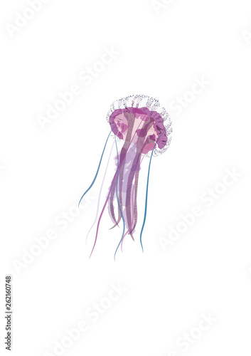 jellyfish