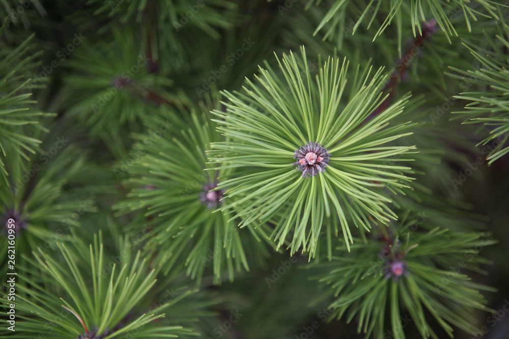 Branches of pine close-up. Macro shooting. Abstraction. Wallpaper. Branches of pine close-up. Macro shooting. Abstraction. Wallpaper.