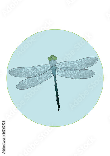 dragonfly