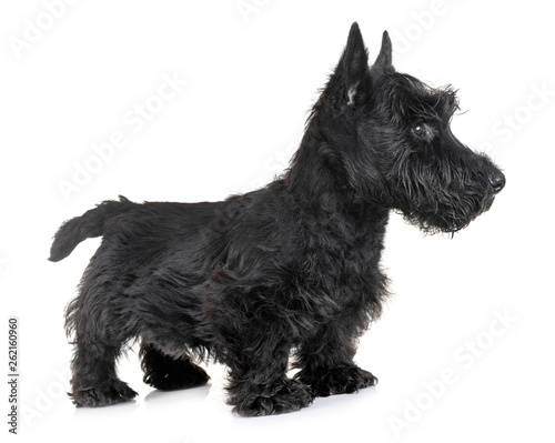 puppy scottish terrier