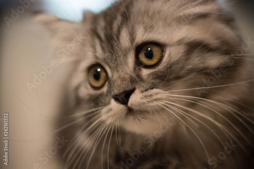 persiankitten photo