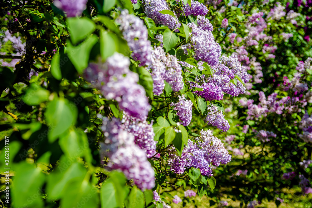 Pink lilac blooms in the Botanical garden Pink lilac blooms in the Botanical garden