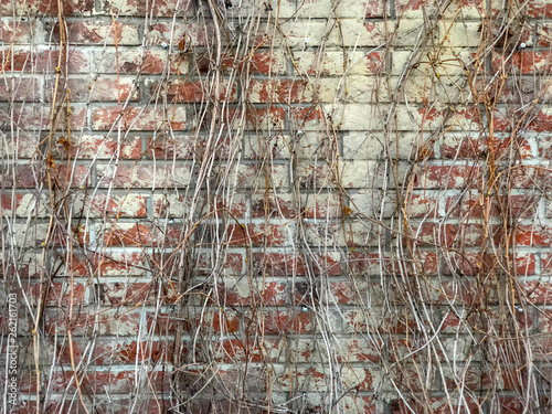 Texture of dry grapes on a brick wall background