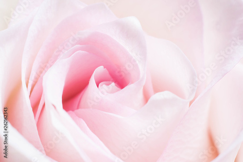 Delicate coral rose flower with pink shade with petals for a romantic mood close-up as a gift to a girl
