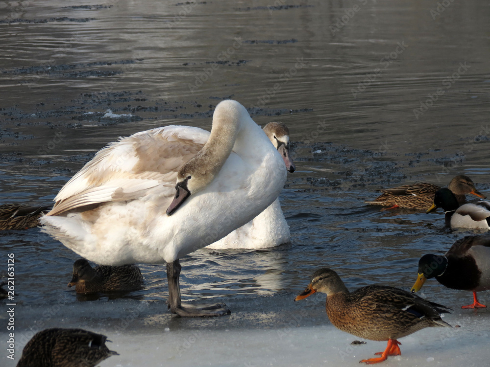 Fototapeta premium ducks in pond