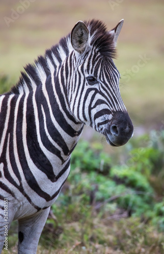 Zebra with Black and White stripes in Africa