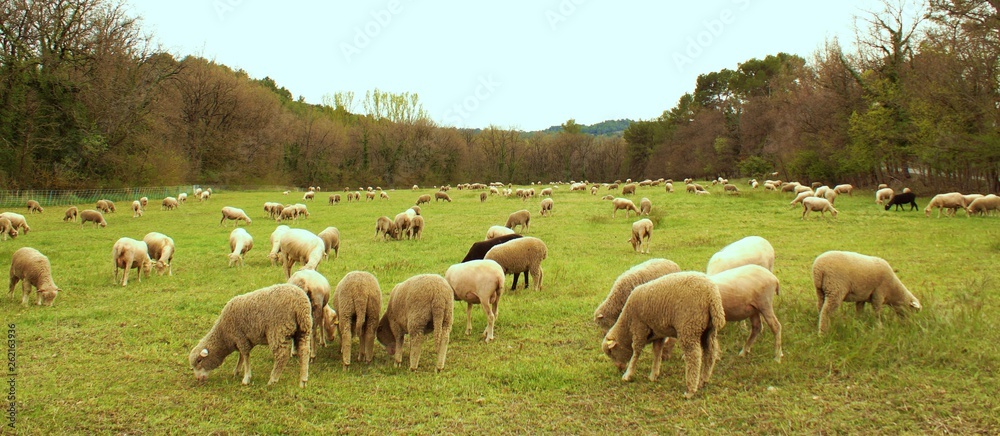 Obraz premium Field with a folk of sheeps