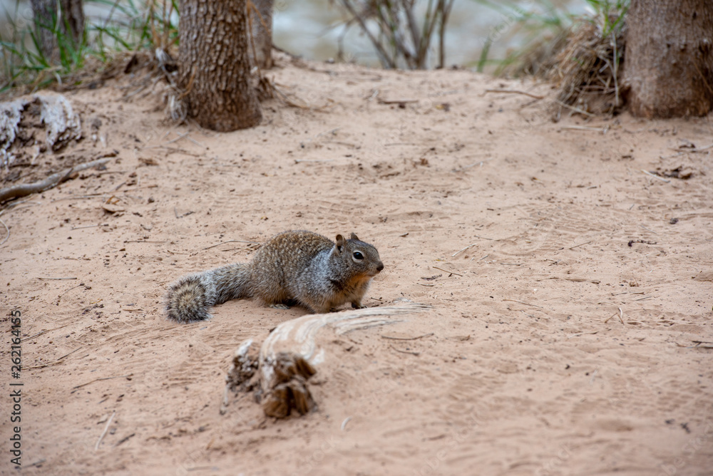 Fototapeta premium Squirrel