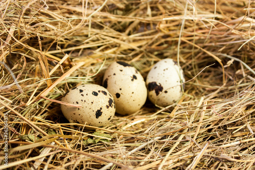 Three small quail eggs on the background of straw. 