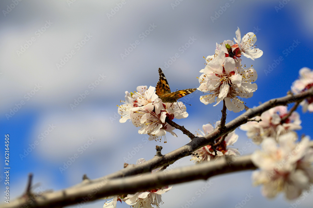 Butterfly in nature. Insect on white flower plant. Blooming cherry tree in the garden. Cherry flowers close up. Natural blurred background. Butterfly in nature. Insect on white flower plant. Blooming cherry tree in the garden. Cherry flowers close up. Natural blurred background.
