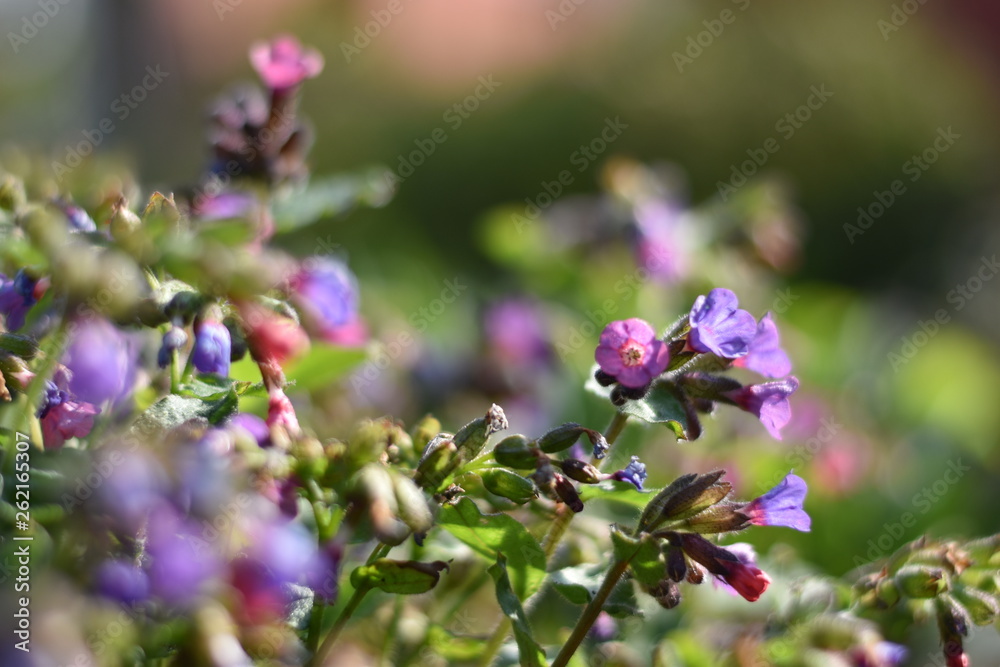 Geflecktes Lungenkraut (Pulmonaria officinalis) Geflecktes Lungenkraut (Pulmonaria officinalis)