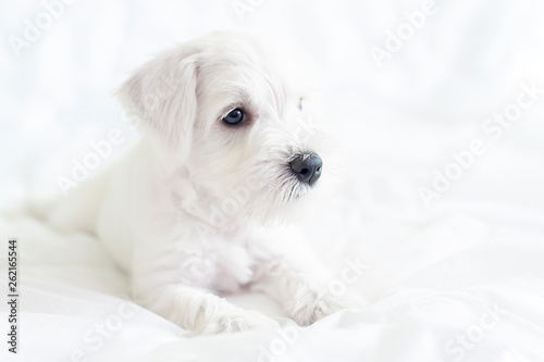 White little puppy, white dog on white background, lying on bed in profile.  Emphasis on black eyes and nose