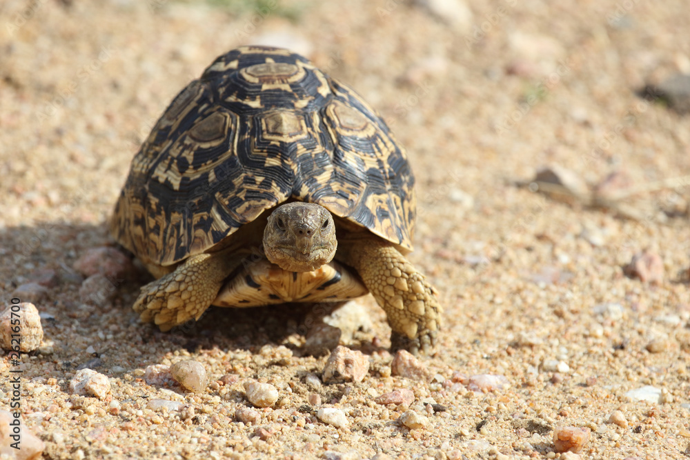 Obraz premium Leopardenschildkröte / Leopard Tortoise / Geochelone pardalis
