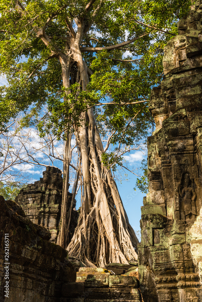 Ta Prohm in Angkor Archaeological Park in Cambodia