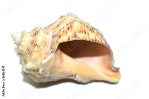 Stock photo close up of ocean shell isolated on white background