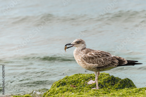 Sea gull with prey in its beak. Fat seagull on the beach holds in its beak caught crab. After a storm in the coastal strip of the sea in the algae birds can find a lot of different food.