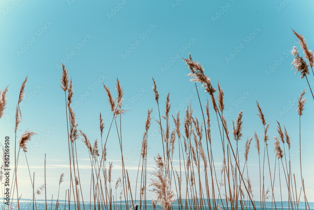 Obraz premium dry tall grass against a blue sky