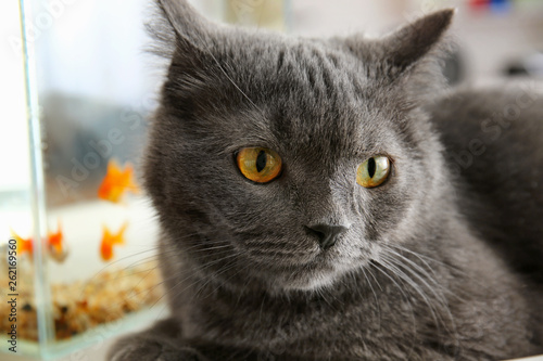 Cute funny cat near fishbowl at home © Pixel-Shot