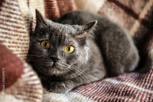 Cute funny cat on soft plaid at home © Pixel-Shot