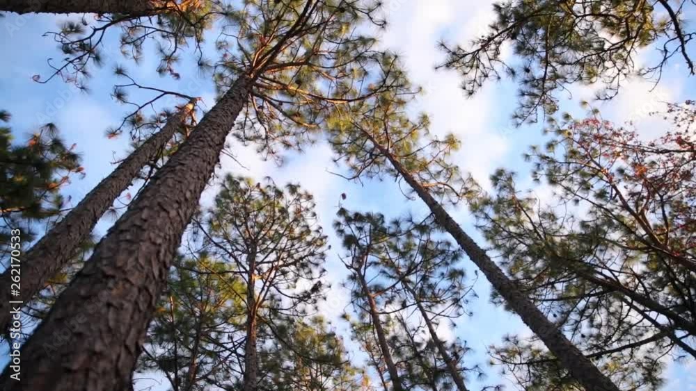 Pine Trees in Wilmington