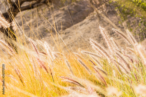 wild wheat cereals field rural country side yellow scenic landscape view in bright summer season time