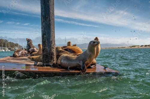 Seals at Morro Bay, California