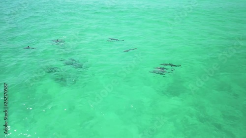 Wallpaper Mural Dolphins playing in the water Torontodigital.ca