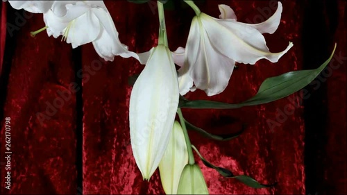 Blooming white lily flower buds (Lilium Samur), timelapse footage. Close up, macro. photo
