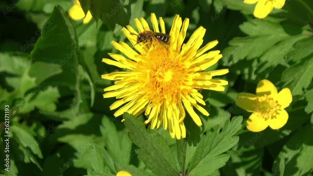 eine Biene sitzt auf Löwenzahn und sammelt Pollen eine Biene sitzt auf Löwenzahn und sammelt Pollen