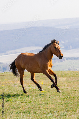 Red horse runs on a green field on clouds background