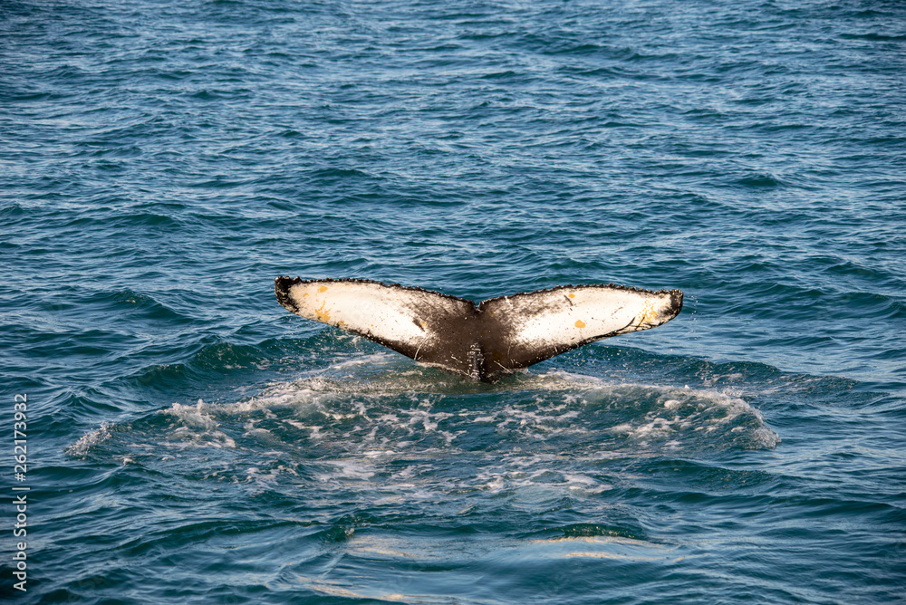Fototapeta premium Humpback whale on Iceland, from whale watching trip