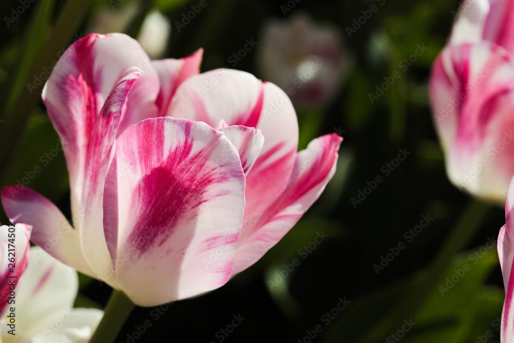 Beautiful bouquet of tulips nature background. Beautiful bouquet of tulips nature background.