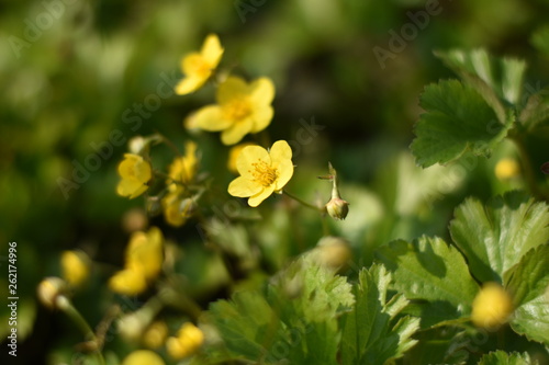 Blühende Waldsteinien (Waldsteinia)