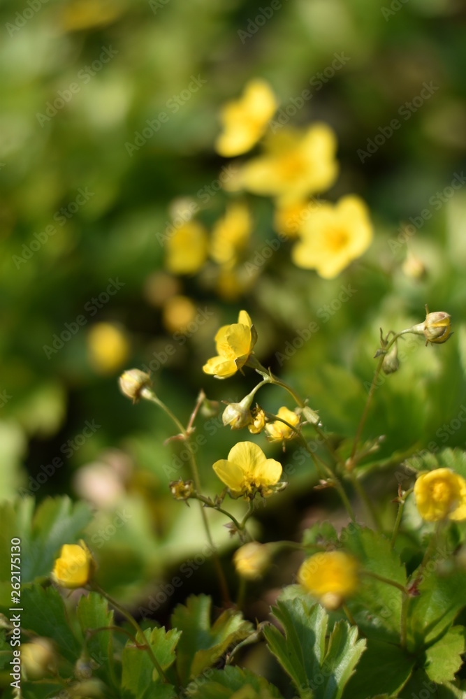 Blühende Waldsteinien (Waldsteinia) Blühende Waldsteinien (Waldsteinia)