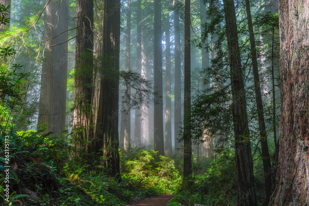 Damnation Creek Redwoods in Redwood National Park in California, United States