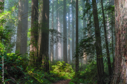 Fototapeta Naklejka Na Ścianę i Meble -  Damnation Creek Redwoods in Redwood National Park in California, United States